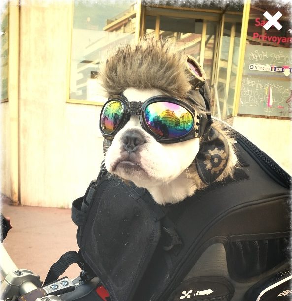 Dog 2025 aviator hat