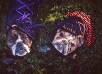 Witchy Dog Costumes