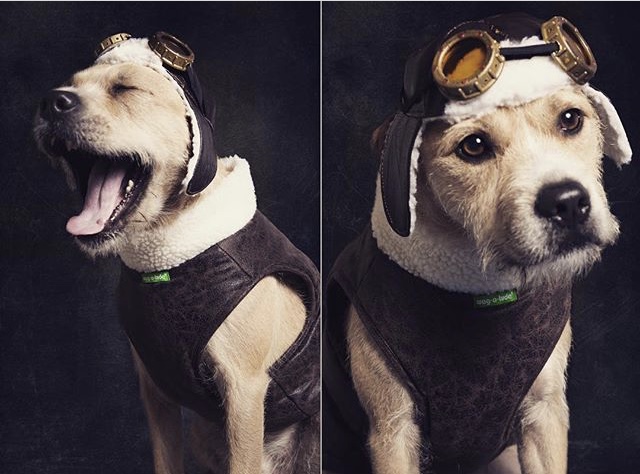 Aviator Dog Cap