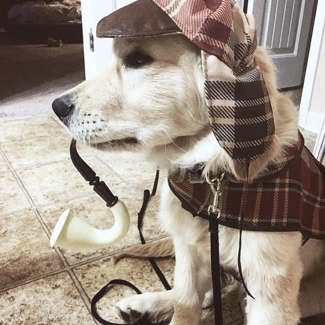 Sherlock Holmes Dog Costume