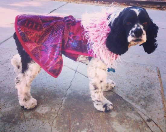 Fuschia Winter Dog Coat