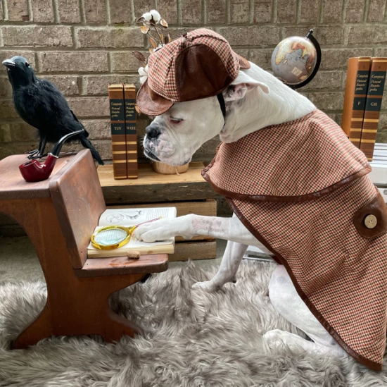 Sherlock Holmes Dog Costume