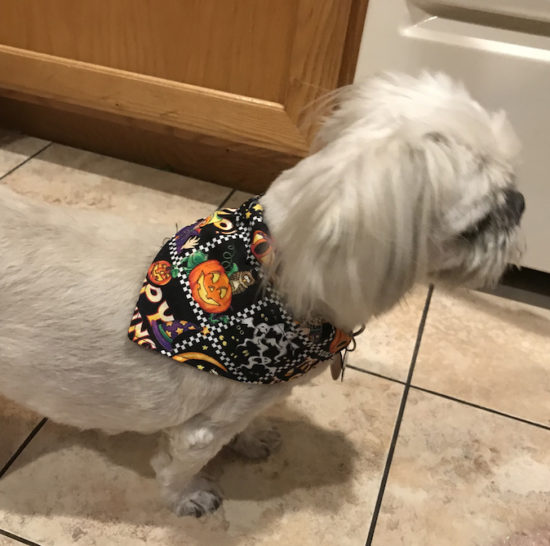 Halloween Bandana