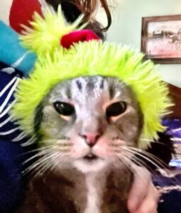 Grinch Hat for Cat