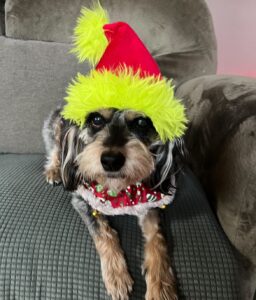 Grinch Hat for Medium Dog