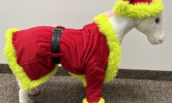 Grinch Dog Costume for all sizes